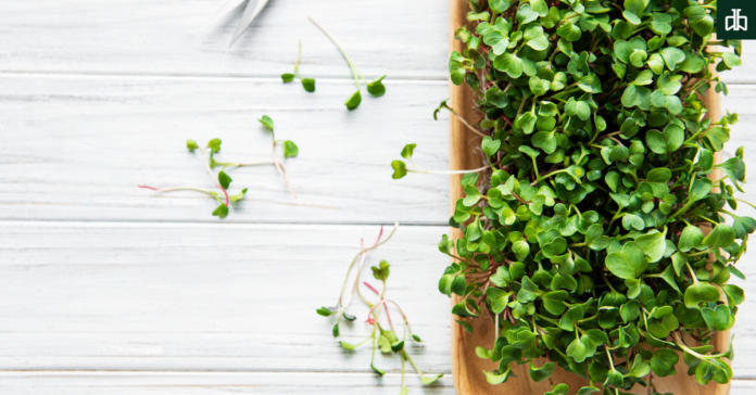 Microgreens